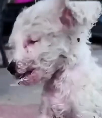 Part2 Animals Rescue #dogrescue #rescuedog #dogsofttiktok #foryoupage #foryou #dogs