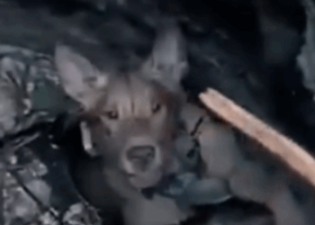 Part2 Animals Rescue #dogrescue #rescuedog #dogsofttiktok #foryoupage #foryou #dogs