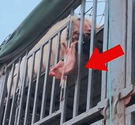 A little pig is about to fall off the vehicle.It’s so pitiful.We decided to take it home,_part2