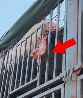 A little pig is about to fall off the vehicle.It’s so pitiful.We decided to take it home,_part2