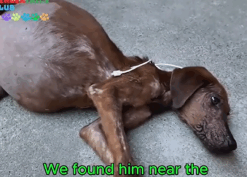 His Belly Was Huge, But So Was Hope #rescuedoglife #viralvideo #fyp #rescueanimals_part2