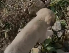 Part2.Animals Rescue #dogrescue #rescuedog #dogsofttiktok #foryoupage #foryou #dogs