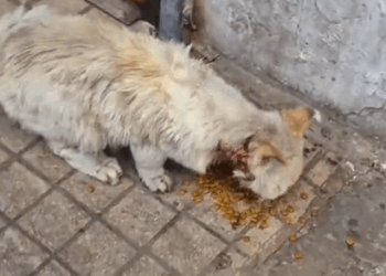 HE’S A NEW BOYYY😭_Animals Rescue #dogrescue #rescuedog #dogsofttiktok #foryoupage #foryou #dogspart2