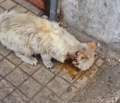 HE’S A NEW BOYYY😭_Animals Rescue #dogrescue #rescuedog #dogsofttiktok #foryoupage #foryou #dogspart2