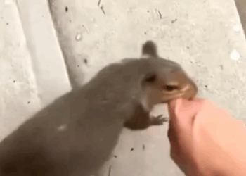 I rescued a newborn squirrel under the guidance of its mama and then #rescue #animals_part2