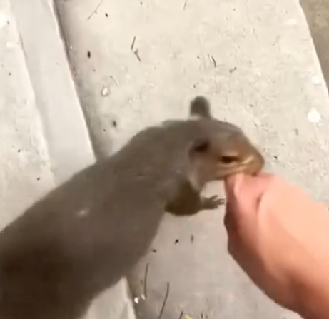 I rescued a newborn squirrel under the guidance of its mama and then #rescue #animals_part2