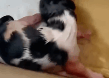 A Newborn Puppy Left in a Box… What Happened Next Will Melt Your Heart 🐶😭❤️_part2