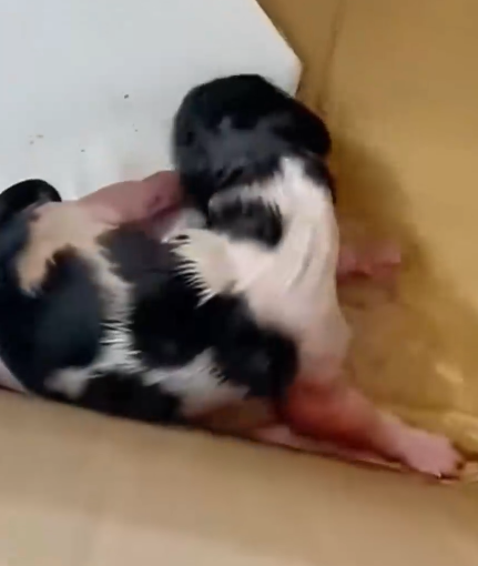 A Newborn Puppy Left in a Box… What Happened Next Will Melt Your Heart 🐶😭❤️_part2