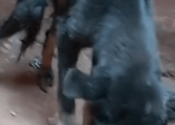 Part2.Animals Rescue #dogrescue #rescuedog #dogsofttiktok #foryoupage #foryou #dogs