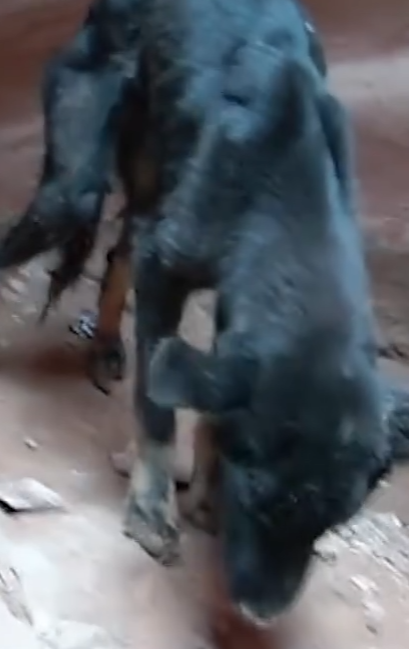 Part2.Animals Rescue #dogrescue #rescuedog #dogsofttiktok #foryoupage #foryou #dogs