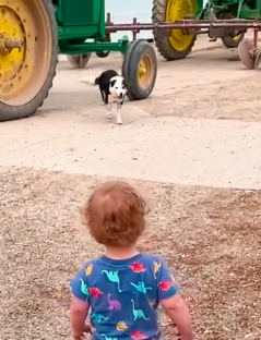 Dog Picks The Exact Right Home To Wander Up To_part2