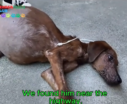 His Belly Was Huge, But So Was Hope #rescuedoglife #viralvideo #fyp #rescueanimals_part2