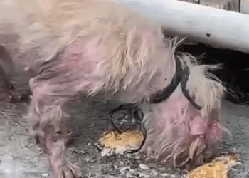 Part2.Animals Rescue #dogrescue #rescuedog #dogsofttiktok #foryoupage #foryou #dogs