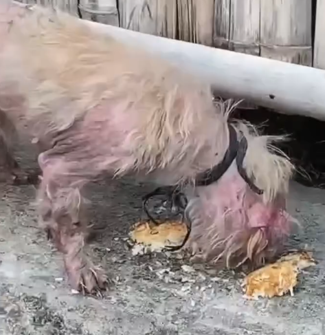 Part2.Animals Rescue #dogrescue #rescuedog #dogsofttiktok #foryoupage #foryou #dogs