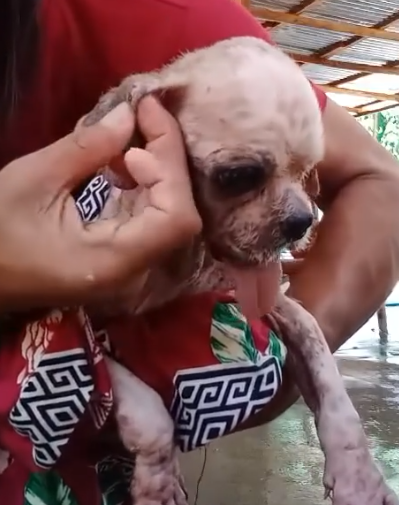 Part2.Animals Rescue #dogrescue #rescuedog #dogsofttiktok #foryoupage #foryou #dogs