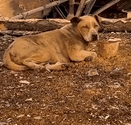 Dog Rescued From Rubble Gets Reunited With Owner_part2