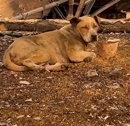 Dog Rescued From Rubble Gets Reunited With Owner_part2