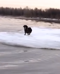 Dog stuck on sheet of ice in the middle of water_part2