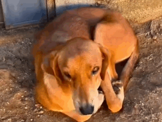 Part2 .Animals Rescue #dogrescue #rescuedog #dogsofttiktok #foryoupage #foryou #dogs