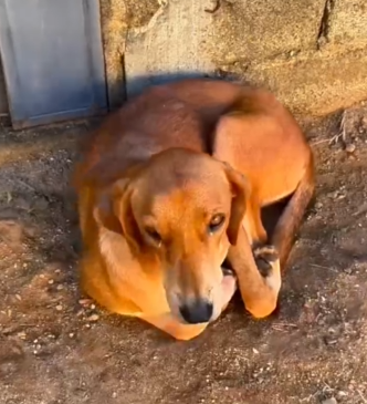 Part2 .Animals Rescue #dogrescue #rescuedog #dogsofttiktok #foryoupage #foryou #dogs