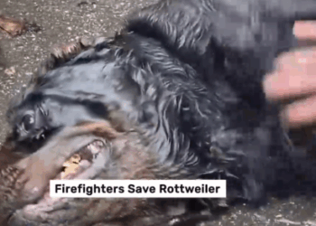 Part2 Animals Rescue #dogrescue #rescuedog #dogsofttiktok #foryoupage #foryou #dogs