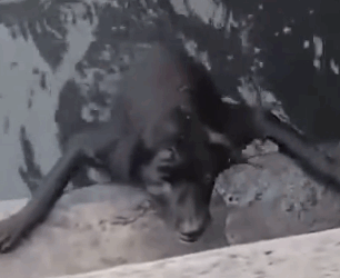 Dog Helped Out of the Water_part2