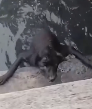 Dog Helped Out of the Water_part2