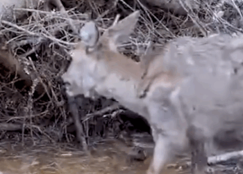 Deer rescued from tangled wire_part2