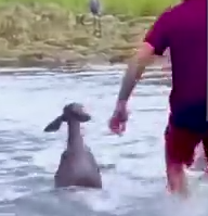 Part2 Animals Rescue #dogrescue #rescuedog #dogsofttiktok #foryoupage #foryou #dogs