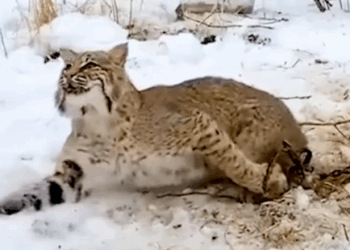 Part2 Animals Rescue #dogrescue #rescuedog #dogsofttiktok #foryoupage #foryou #dogs