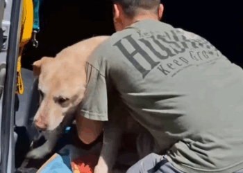 Part2 Animals Rescue #dogrescue #rescuedog #dogsofttiktok #foryoupage #foryou #dogs
