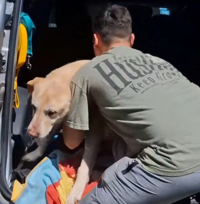 Part2 Animals Rescue #dogrescue #rescuedog #dogsofttiktok #foryoupage #foryou #dogs