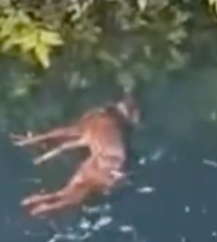 Baby Deer Rescued from Drowning — Watch the Tearful Reunion with Mom_part2