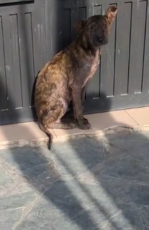 Part2 Animals Rescue #dogrescue #rescuedog #dogsofttiktok #foryoupage #foryou #dogs