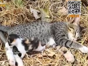 Part2 Animals Rescue #dogrescue #rescuedog #dogsofttiktok #foryoupage #foryou #dogs