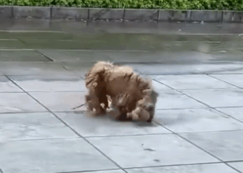 Part2 Animals Rescue #dogrescue #rescuedog #dogsofttiktok #foryoupage #foryou #dogs