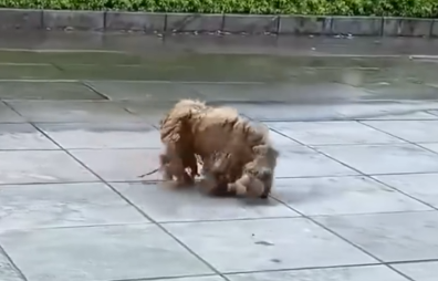 Part2 Animals Rescue #dogrescue #rescuedog #dogsofttiktok #foryoupage #foryou #dogs