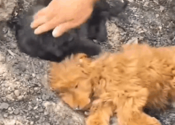 Adopted two puppies in the abandoned place_part2