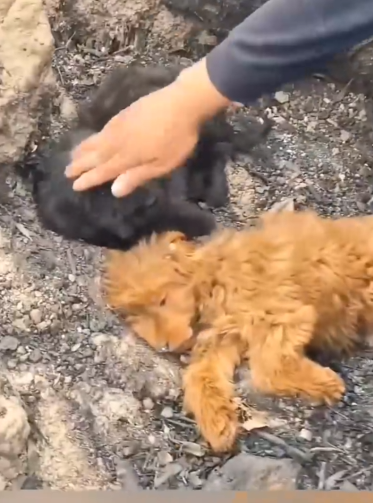 Adopted two puppies in the abandoned place_part2