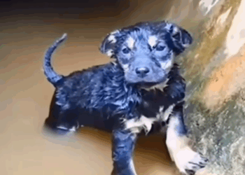 A tiny puppy trapped inside a water pipe_part2