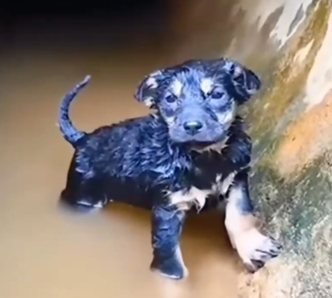 A tiny puppy trapped inside a water pipe_part2