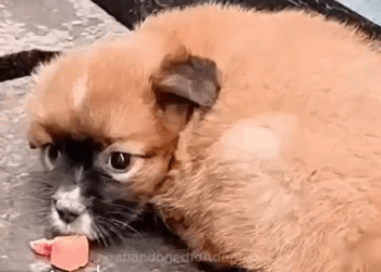 Part2 Animals Rescue #dogrescue #rescuedog #dogsofttiktok #foryoupage #foryou #dogs