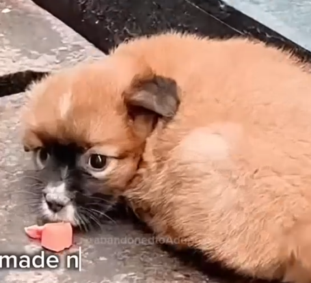 Part2 Animals Rescue #dogrescue #rescuedog #dogsofttiktok #foryoupage #foryou #dogs