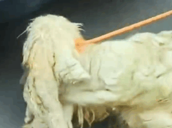 Part2 Animals Rescue #dogrescue #rescuedog #dogsofttiktok #foryoupage #foryou #dogs