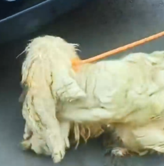 Part2 Animals Rescue #dogrescue #rescuedog #dogsofttiktok #foryoupage #foryou #dogs