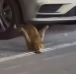 Part2 Animals Rescue #dogrescue #rescuedog #dogsofttiktok #foryoupage #foryou #dogs