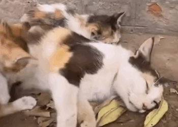 Part2 Animals Rescue #dogrescue #rescuedog #dogsofttiktok #foryoupage #foryou #dogs