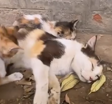 Part2 Animals Rescue #dogrescue #rescuedog #dogsofttiktok #foryoupage #foryou #dogs