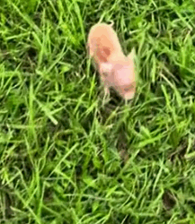 I adopted a piglet #rescue #animals #animalsoftiktok #rescueanimals_part2