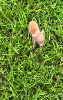 I adopted a piglet #rescue #animals #animalsoftiktok #rescueanimals_part2